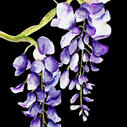 Wisteria Wisteria